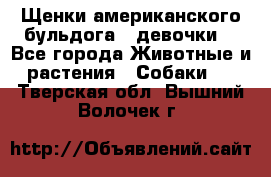 Щенки американского бульдога ( девочки) - Все города Животные и растения » Собаки   . Тверская обл.,Вышний Волочек г.